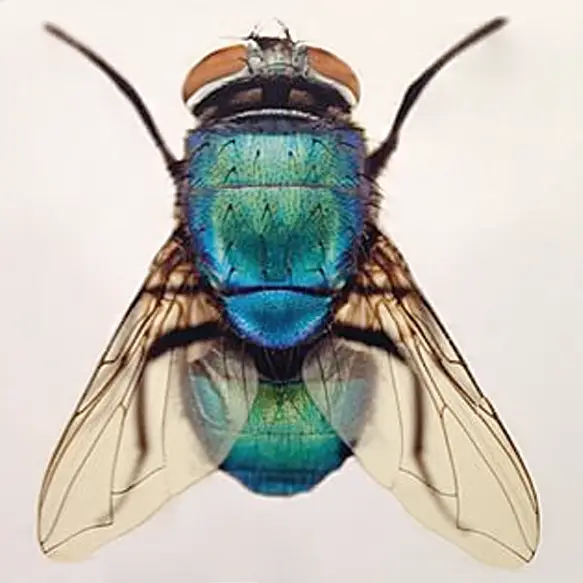 Fly